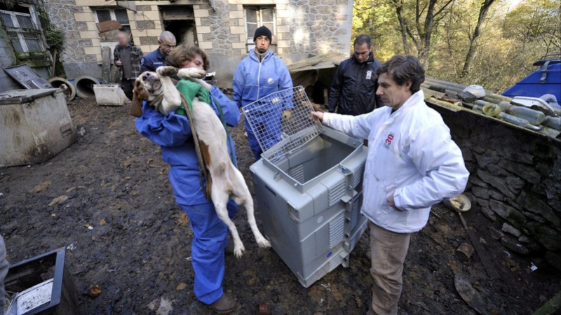 Sauvetage de 21 chiens par l'association 30 millions d'amis  Image69
