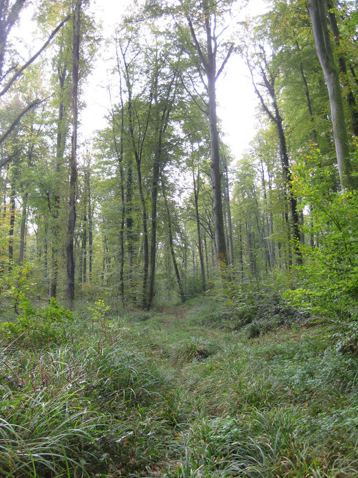 Sortie forêt de Retz (Aisne) 1_depa10