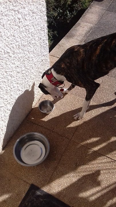 Sellina gentille galga à la queue coupée Adoptée - Page 2 22386510
