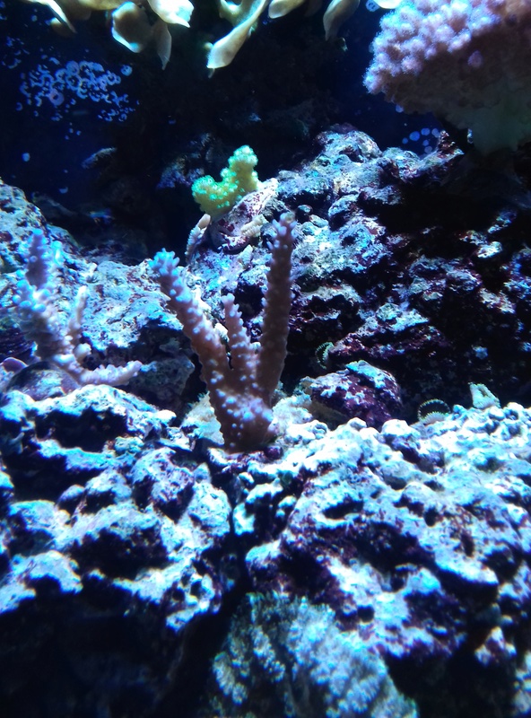 Couleur des coraux  20180124
