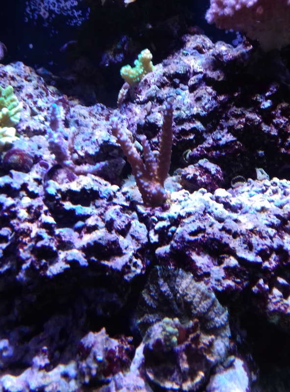 Couleur des coraux  20180128