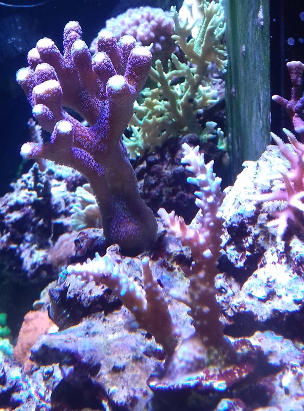 Couleur des coraux  20180129