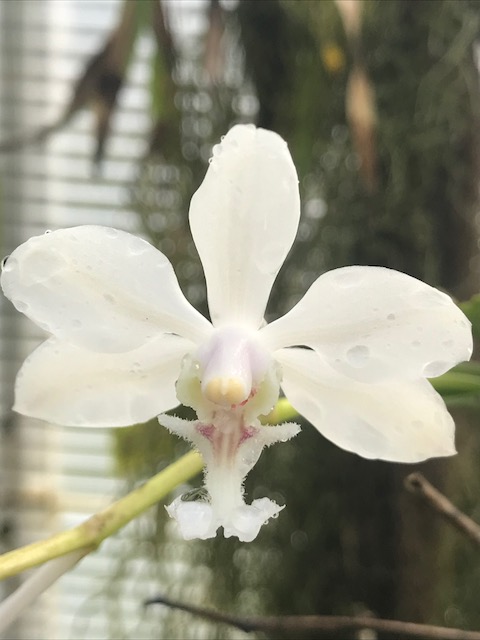 Vanda javierae Img_0313