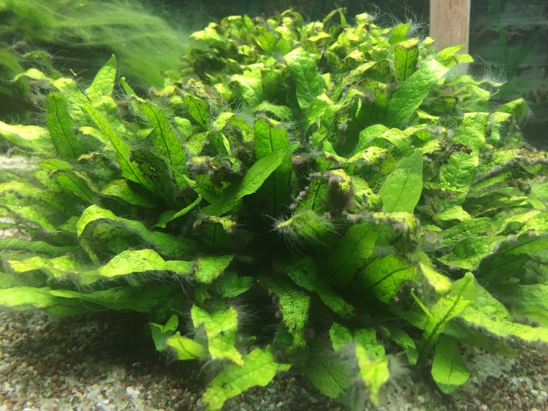 algues Plante11