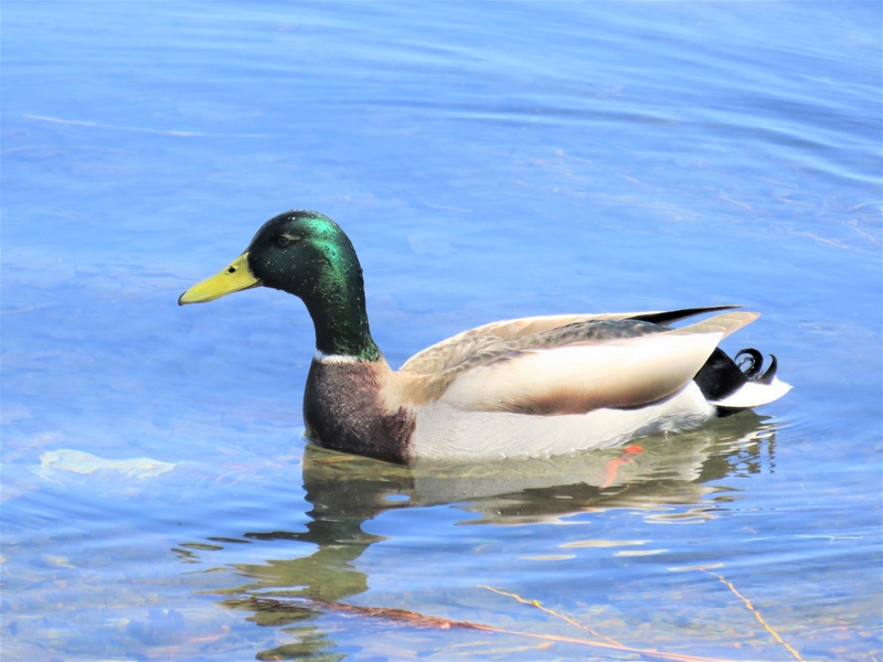 Canard colvert Img_4010