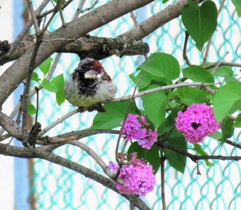 moineau et lilas Img_4222