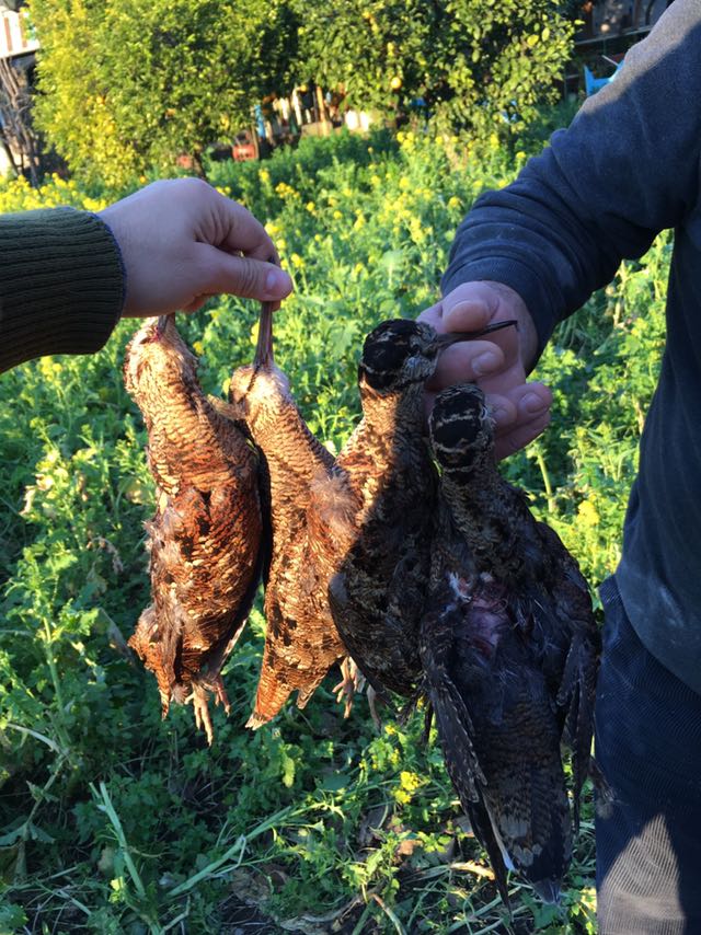 Caccia: le vostre esperienze nella vita reale - Pagina 7 Whatsa11