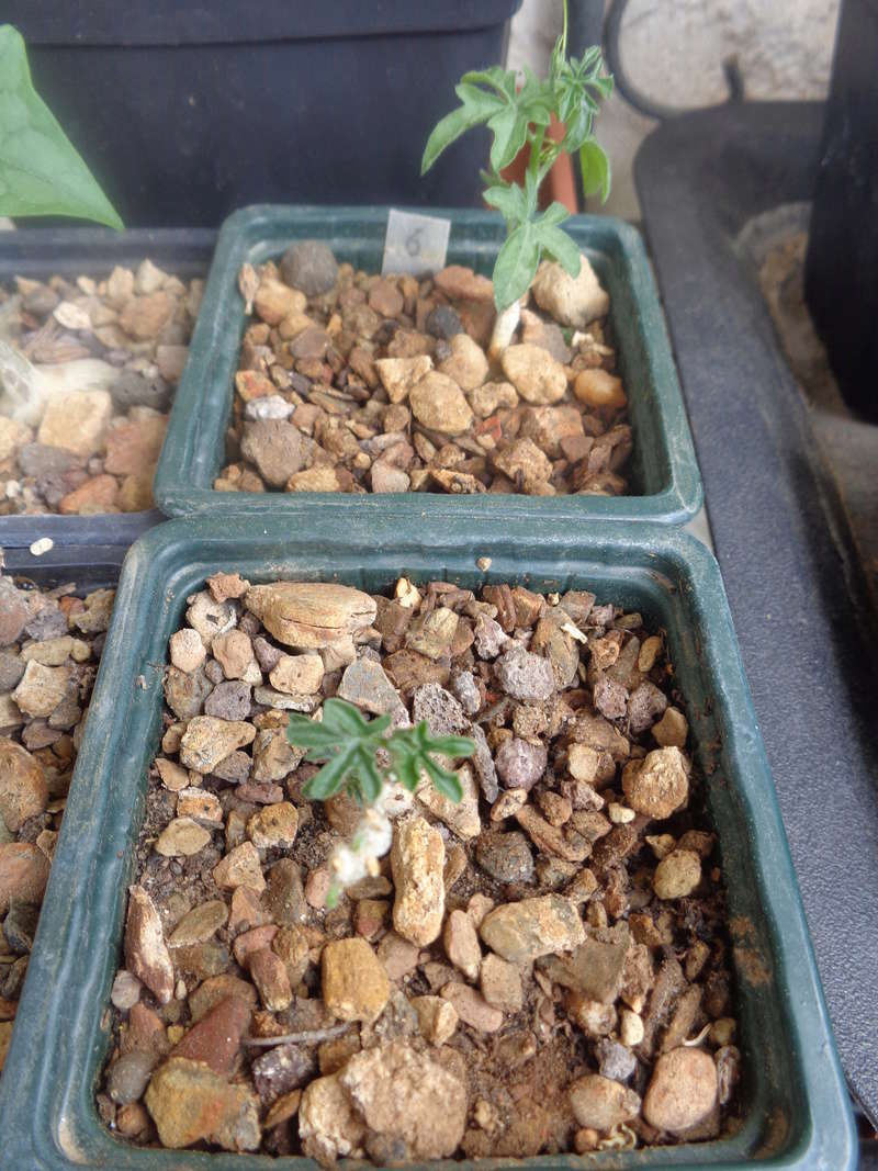 Mes semis : Gerrardanthus macrorhizus, Kedrostis africana, Ibervillea tenuisecta... Dsc02911