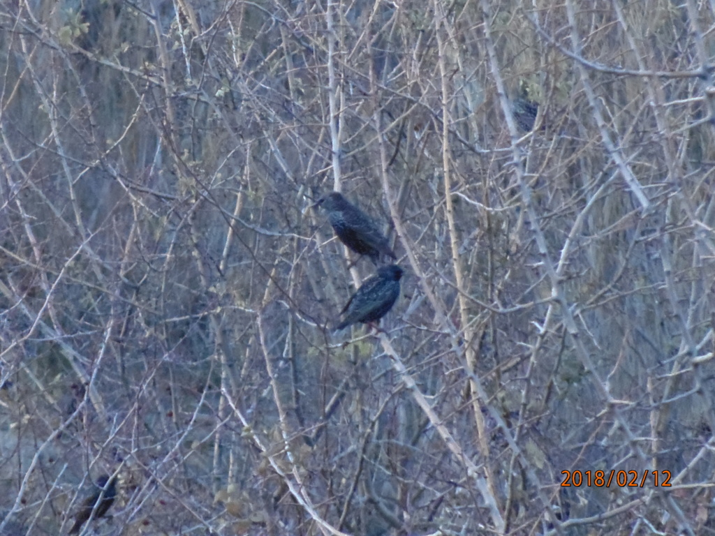 Confirmação ID Sturnus P2120911