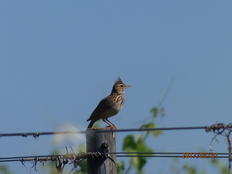 Cotovia, Estremoz P5310010