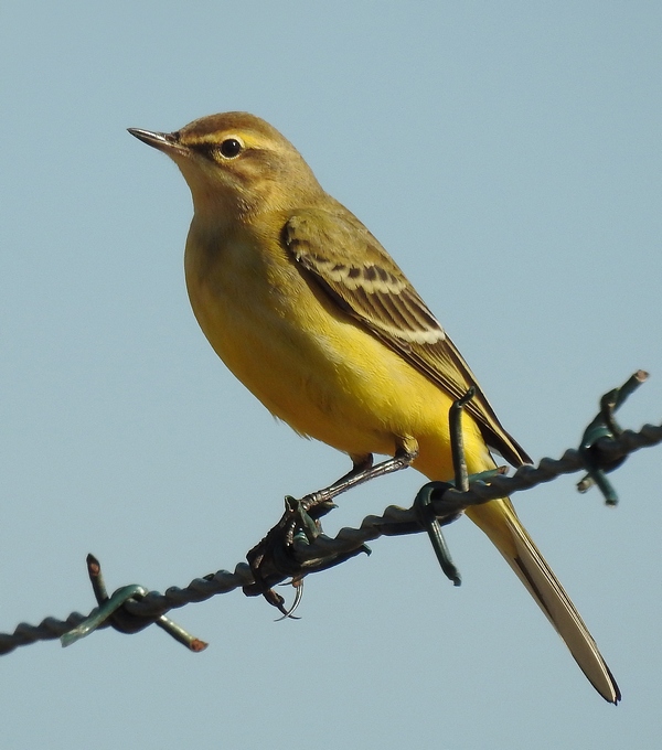 Passeriformes 1210