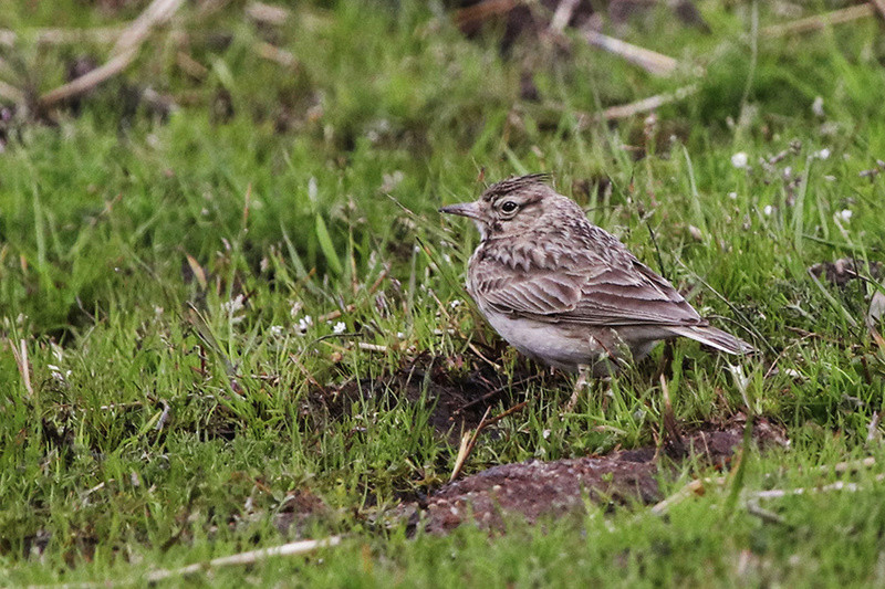 Alaudidae Img_7412