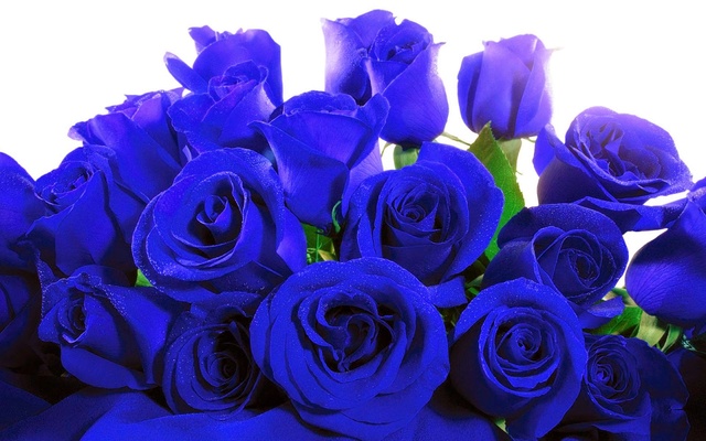 Trandafir albastru - Page 2 Blue-r10