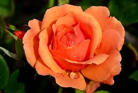 Trandafir portocaliu Images11