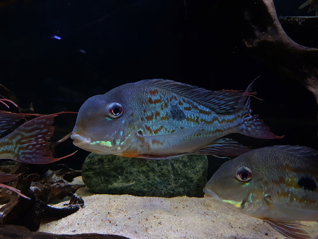 Geophagus winemilleri LÓPEZ-FERNÁNDEZ & TAPHORN, 2004 - Página 7 20171228