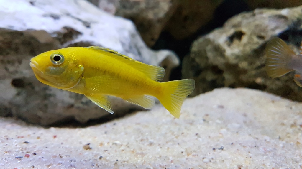 Labidochromis caeruleus (Fryer, 1956) 20180153