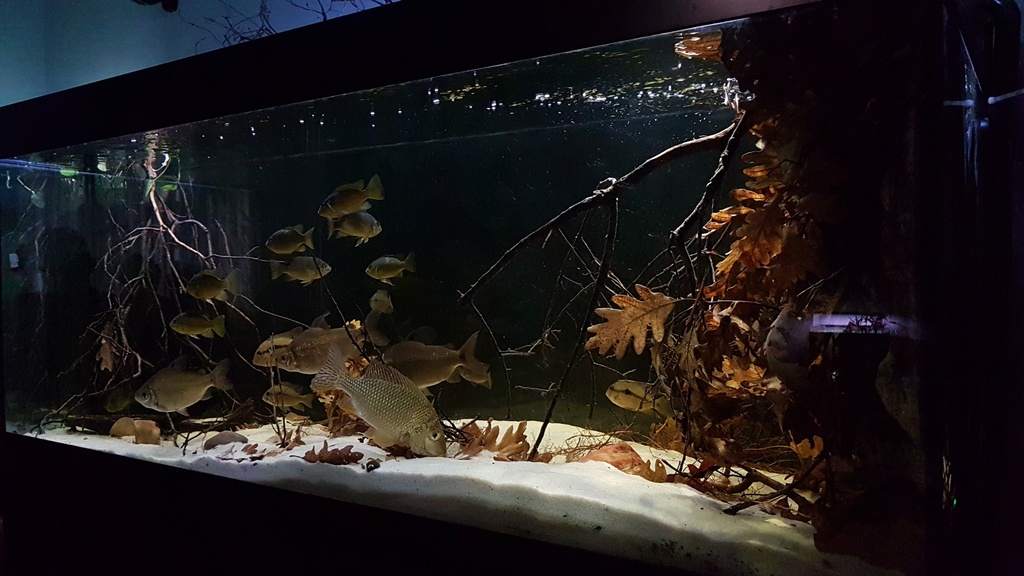 West African biotope Aquarium - 600 Liters 20180242