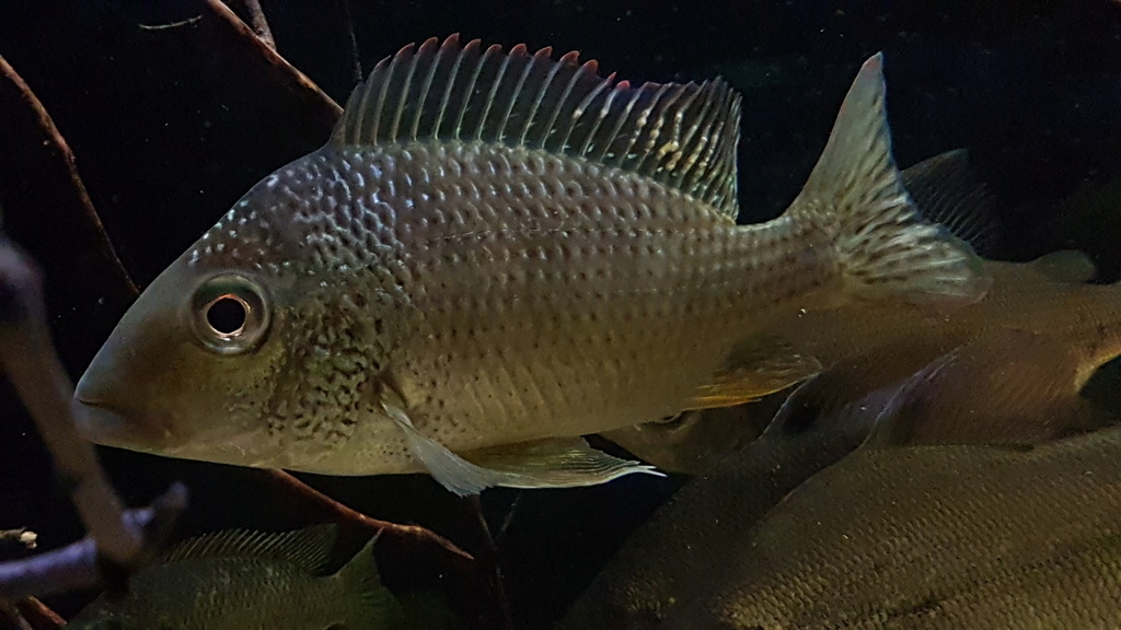 West African biotope Aquarium - 600 Liters 20180244