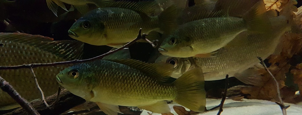 West African biotope Aquarium - 600 Liters 20180246
