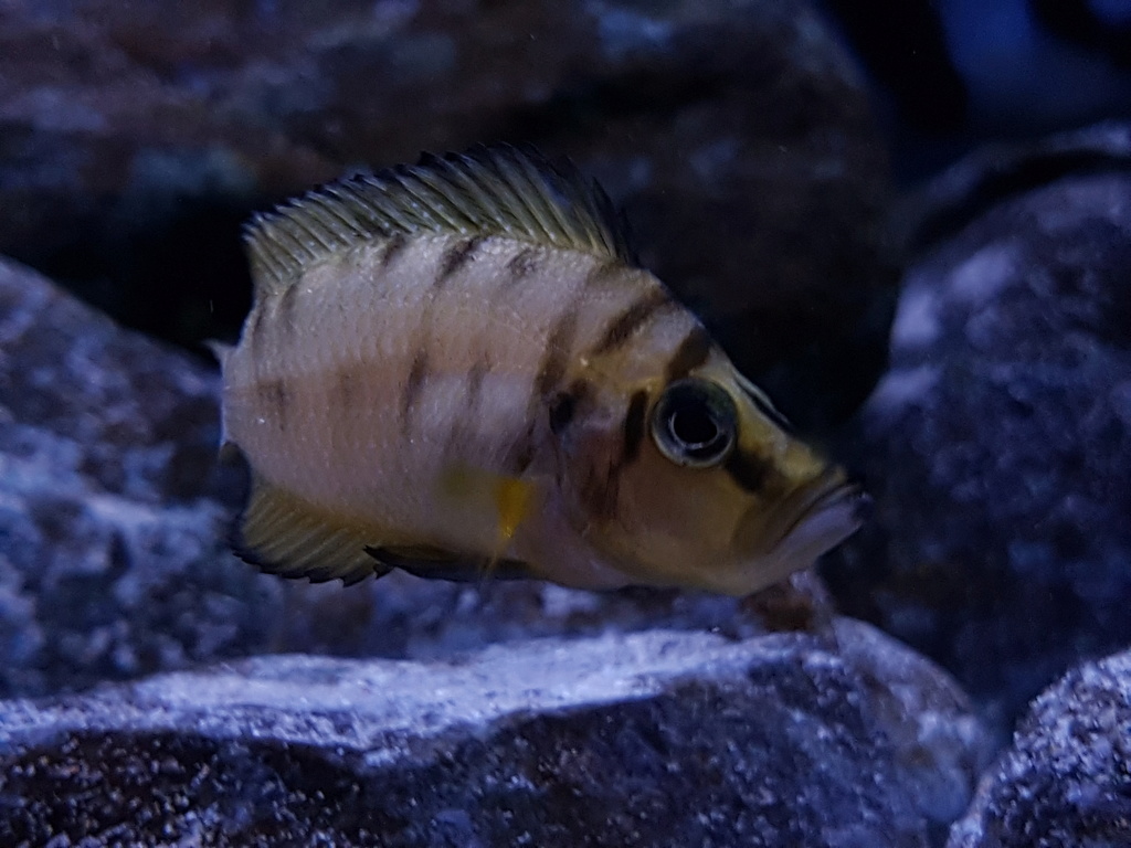 Altolamprologus compressiceps - Página 4 20180517