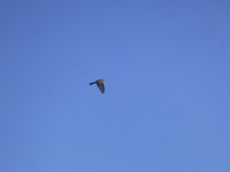 Id - Accipiter P1330811