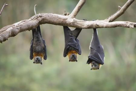  سبب نوم الخفاش بالمقلوب , لماذا تنام الخفافيش بالمقلوب , صور خفافيش , صوت الخفاش  Cc167e10