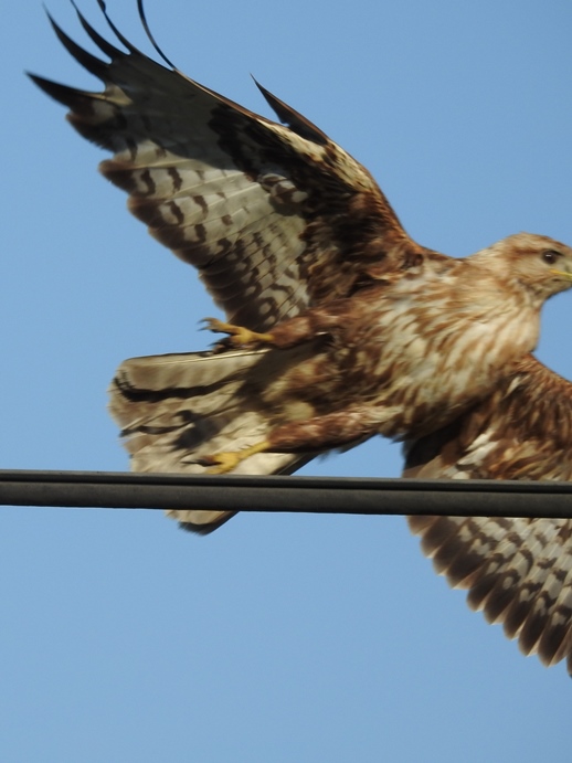 Bútio (buteo, rufinus, cirtensis, híbrido) ? Butio_11