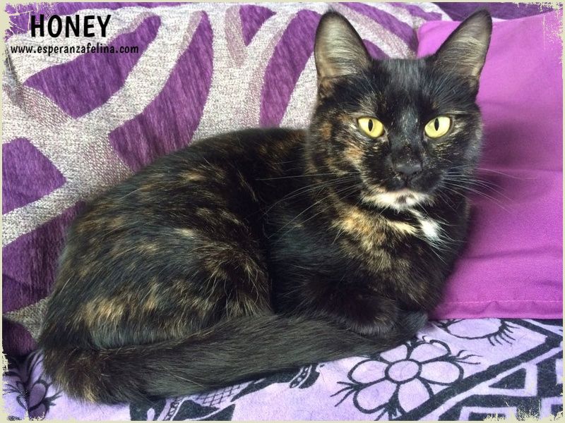 *RESERVADA* Honey, dulce gatita carey busca hogar. (FN: 10/09/15) (Solo en adopción en la provincia de Álava) 0qshag10