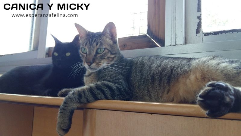 *RESERVADOS* Micky y Canica, dos amores en adopción. (FN.Abril 2015) (Solo en adopción en la provincia de Álava) Canica29