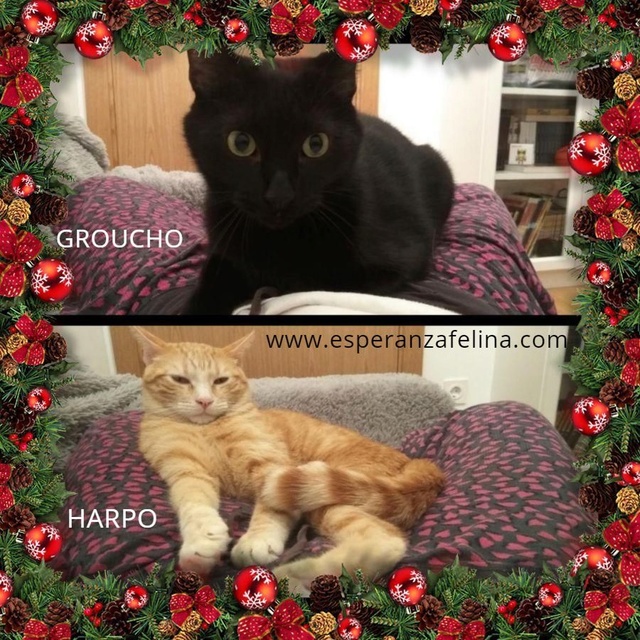 Harpo y Groucho, preciosa pareja en adopcion. Alava (FN:20/10/14) E5tdps12