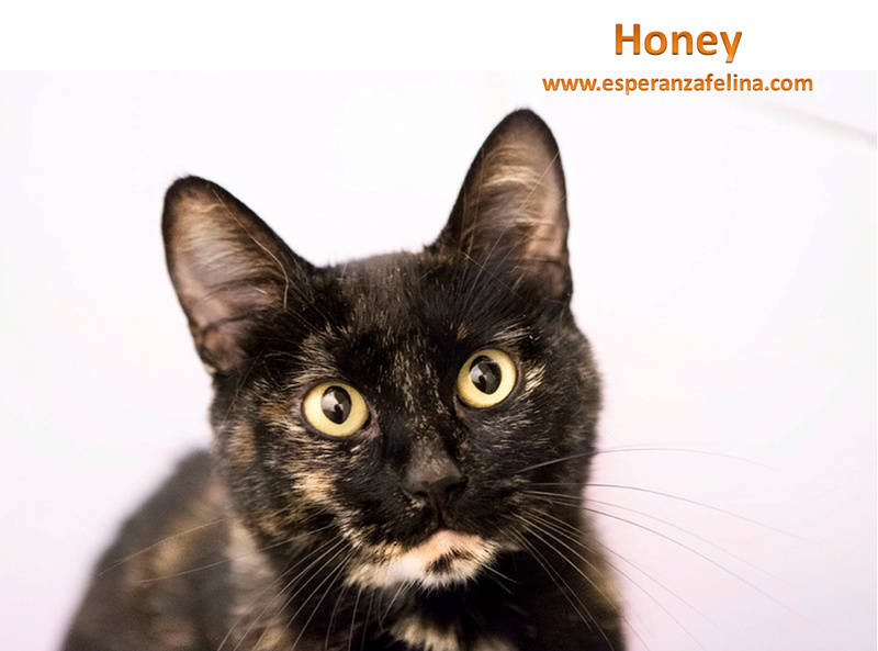 *RESERVADA* Honey, dulce gatita carey busca hogar. (FN: 10/09/15) (Solo en adopción en la provincia de Álava) Honey13