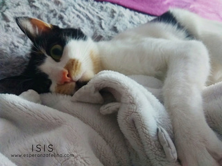 Isis preciosa gatita tricolor en adopción. (FN: 01/03/17) Isis12
