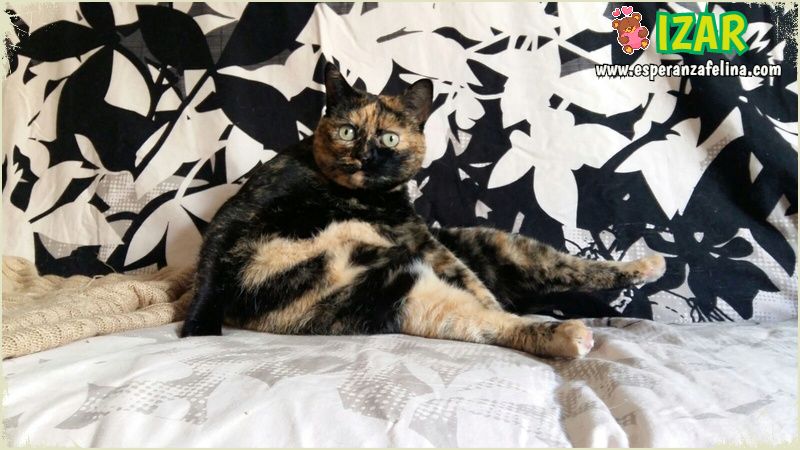 *Izar (enero 2013), preciosa gatita carey en adopcion, fue encontrada en la carretera. Ideal como gata unica de casa. Álava. (Solo en adopcion para la provincia de Alava) (PE) Izar14