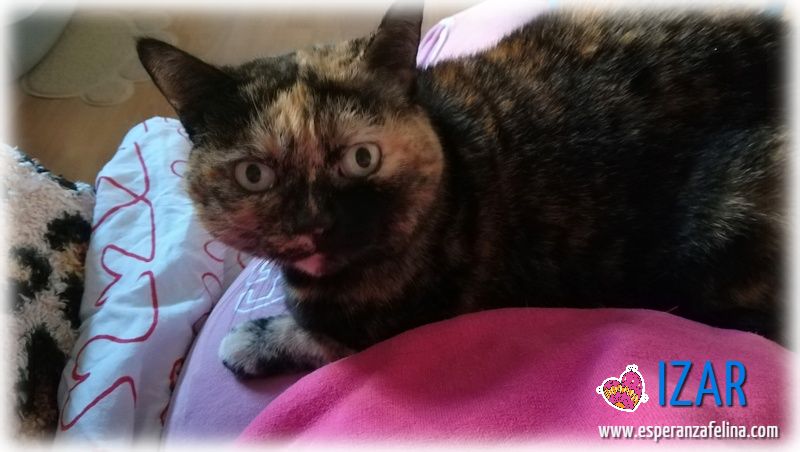 *Izar (enero 2013), preciosa gatita carey en adopcion, fue encontrada en la carretera. Ideal como gata unica de casa. Álava. (Solo en adopcion para la provincia de Alava) (PE) Izar212