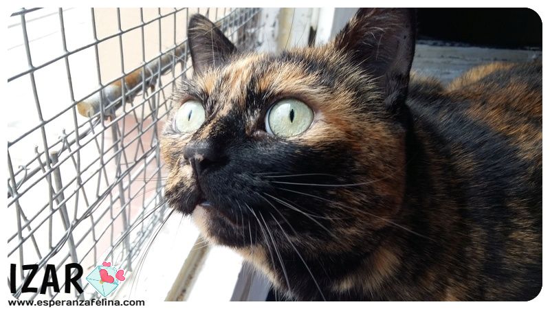 *Izar (enero 2013), preciosa gatita carey en adopcion, fue encontrada en la carretera. Ideal como gata unica de casa. Álava. (Solo en adopcion para la provincia de Alava) (PE) Izar311