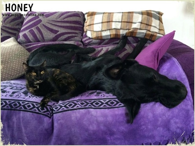 Honey, dulce gatita carey busca hogar. (FN: 10/09/15) Álava. Levqyq11