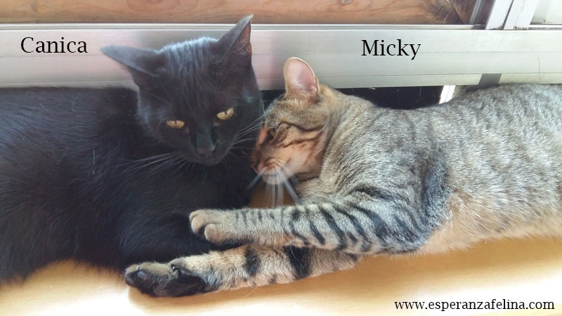 abril - *RESERVADOS* Micky y Canica, dos amores en adopción. (FN.Abril 2015) (Solo en adopción en la provincia de Álava) Mical10