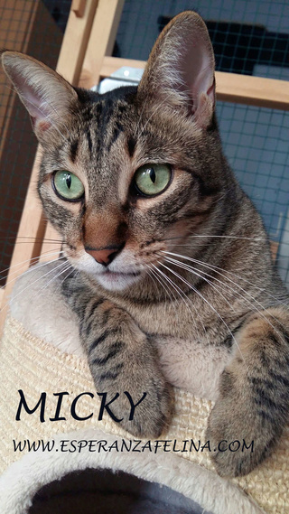 Micky y Canica, dos amores en adopción. (FN.Abril 2015) Álava Micky112