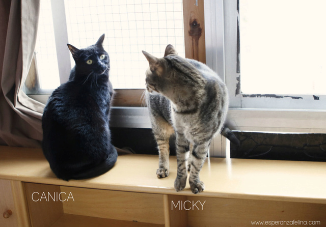 Micky y Canica, dos amores en adopción. (FN.Abril 2015) Álava Micky_16