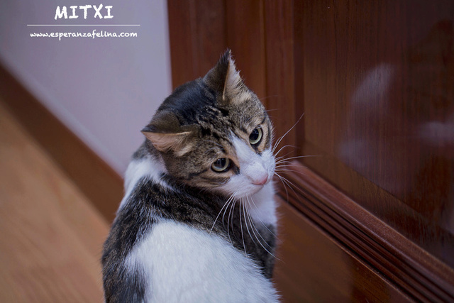  Mitxi, precioso gatito blanco y atigrado (Álava, FECHA DE NACIMIENTO APROX: 1/10/12) Mitxi10