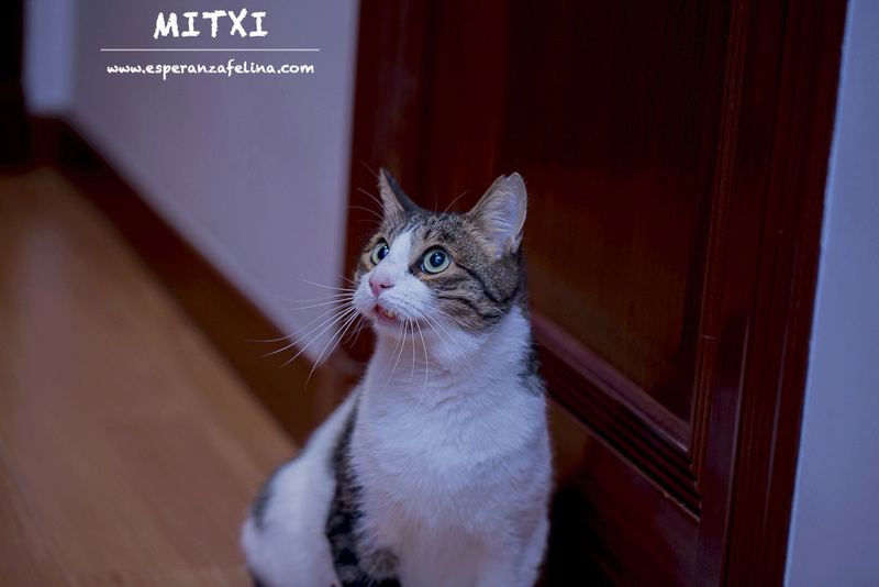 *FALLECIDO* Mitxi, precioso gatito blanco y atigrado (FECHA DE NACIMIENTO APROX: 1/10/12)(Solo en adopción en la provincia de Álava) Mitxi211