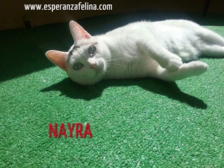 Nayra, gatita de ojos cautivadores en adopción. Alava (Fecha Nac. aprox: 11-08-2015) Nayra310