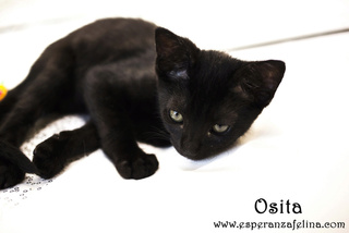 Osita, preciosa pantera en adopción. Álava (Fecha nacimiento: 05-04-17) Osita12
