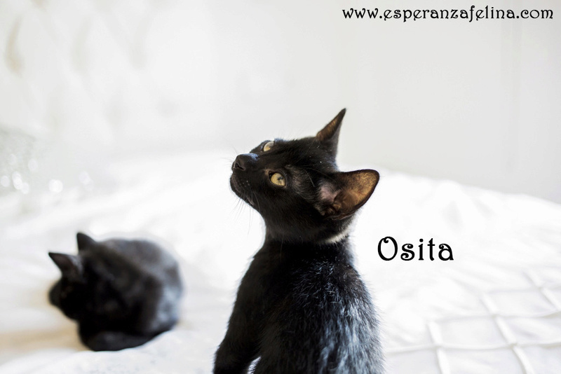 Osita, preciosa pantera en adopción. Álava (Fecha nacimiento: 05-04-17) ¡Adoptada! Osita210