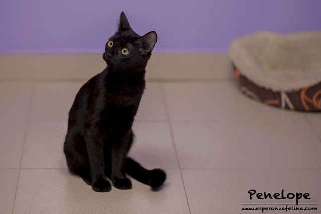 Penelope Glamour, preciosa gatita color azabache en adopción, Alava (Fecha nac, aprox:20/04/17) Penelo13