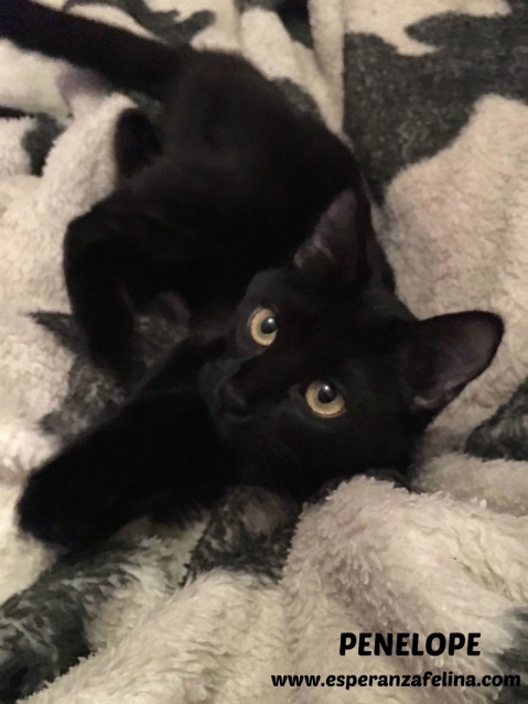 Penelope Glamour, preciosa gatita color azabache en adopción. (Fecha nac, aprox:20/04/17) (Solo en adopción en la provincia de Álava) Penelo18