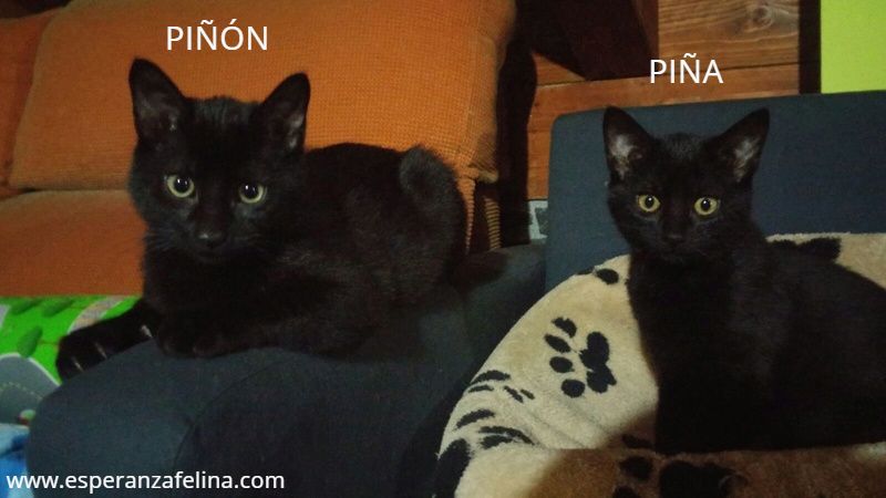 Piña y Piñón, parejita de negruchis en adopción (Fecha de nacimiento aprox.: 06/09/2017)(Solo en adopción en la provincia de Álava) Piyyn_11