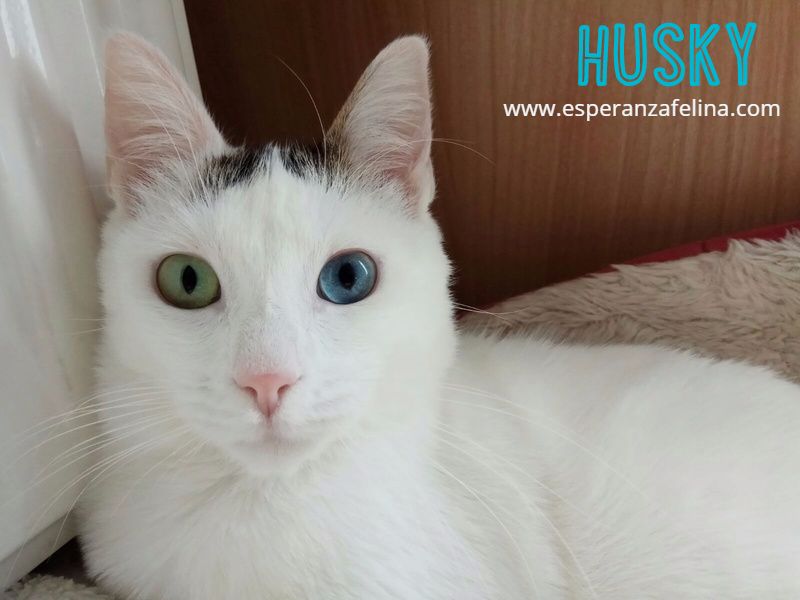 Husky, preciosa gatita andaluza busca hogar. (FN: 18/04/17) (Solo en adopción en la provincia de Álava) Q8hgla10