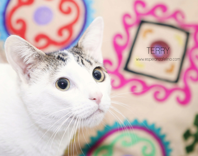 Terry, el gatito más guapo en adopción. (F.N: 24/04/17) Álava. Terry11