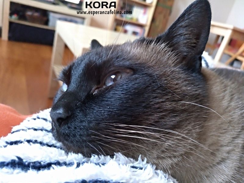 *RESERVADA* Kora (2011 aprox.), gata siamesa en adopcion, Álava. (Solo en adopcion para la provincia de Alava). (PE) Tzz5th13